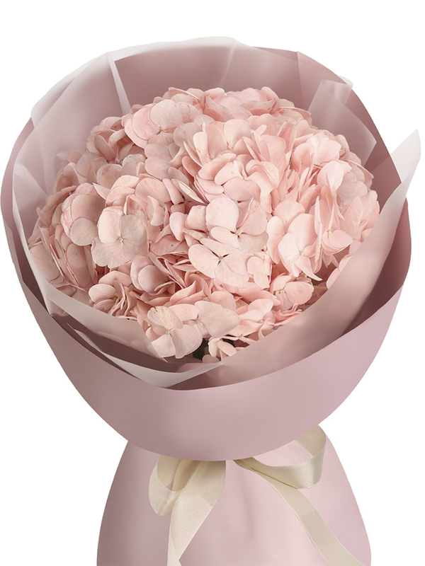 Pink cloud hydrangea  (white)
